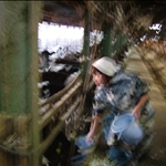 cow farm•Suko
