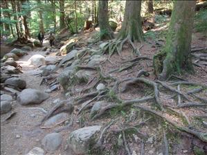 Roots