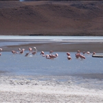 Pink Flamingoes.jpg