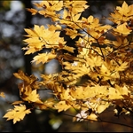 【Happy Traveller】2009秋日本賞楓之旅Day 5 (10/21) 歡迎進入紅葉世界!!! 