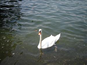 lago di como 048.jpg