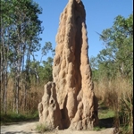 Termite mounds