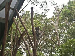 Coala on a stick 2