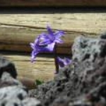 spring 090.JPG