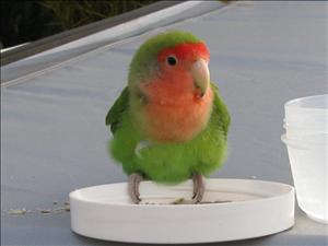 .. includes our lovebird guest.