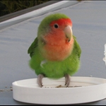 .. includes our lovebird guest.