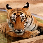 Lily Grant(Ranthambore 
