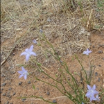 flowers•Dubbo