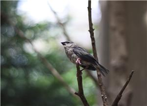 Oji Zoo, Kobe