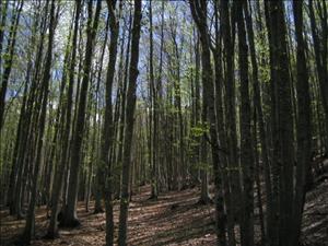 alpi apuane 071.jpg