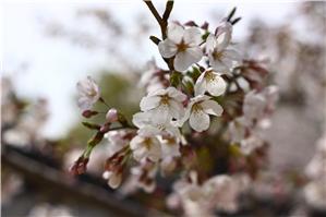 Cherry Blossoms in Oji Zoo, Kobe