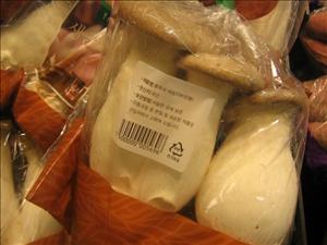 perhaps the mushrooms that inspired Super Mario?