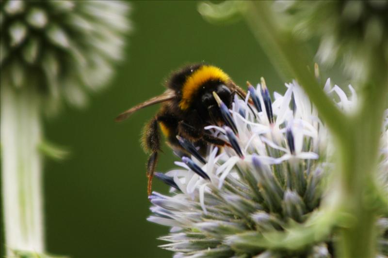 Bumble Bee 2