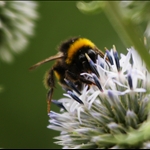 Bumble Bee 2
