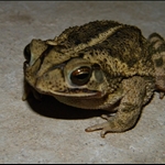 frog 047.jpg