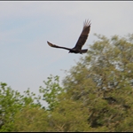 eagles 006.jpg