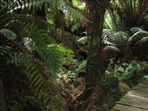 Rainforest