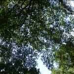 DSCF0460.JPG