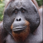 Indonesia 2010