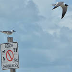St Petersburg FL Races and Harbor 4-19-21-12 276.jpg