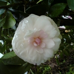 DSC00035.JPG