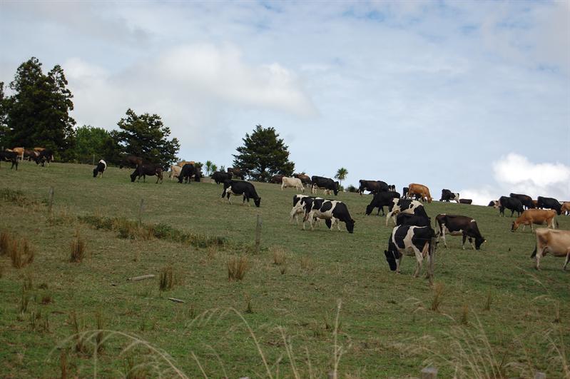 des vaches