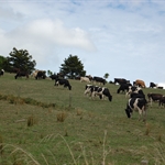 des vaches