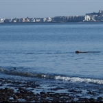 Dog in the water