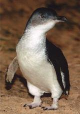 The little penguins from Phillip Island