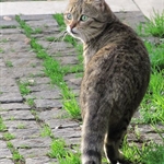 Katze
