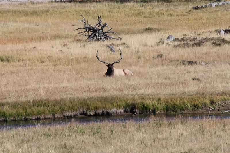 Elk