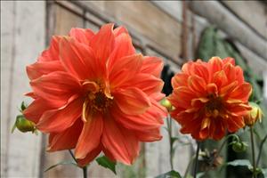 IMG_1449resized.JPG