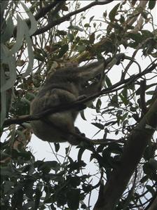 Koala in Tree