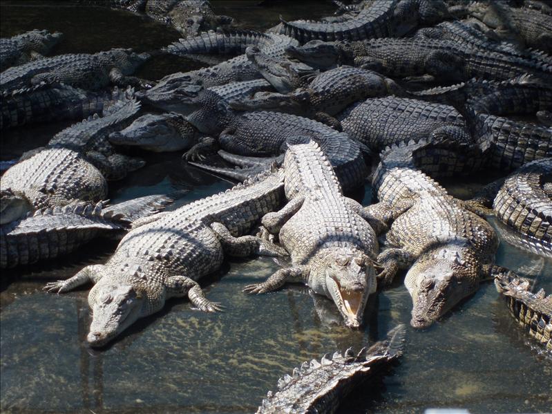 Hartley's croc farm.JPG
