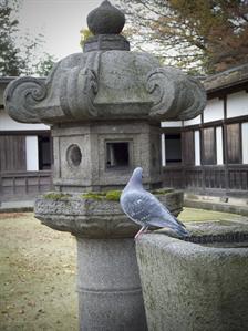 Zuiryuji