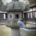 Zuiryuji