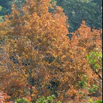 DSC_3529.jpg