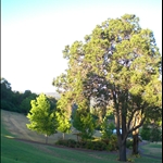 Golf Course in Araluen