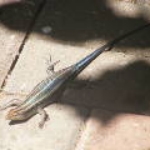 2008_0324SouthAfrica0021.JPG