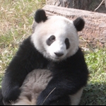 panda research base  nov09