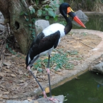 Jurong Bird Park