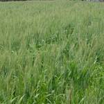 Farm_Walpole10.JPG