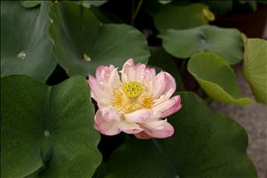 IMG_8406.JPG