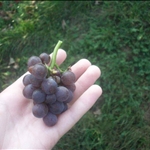 A bunch of grapes I ate :)
