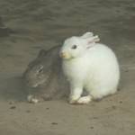 新竹動物園