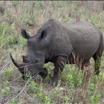 White Rhino / Rhino Blanc