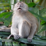Monkeys and others Borneo