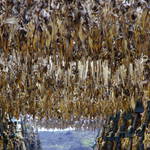 an ocean of dried fish