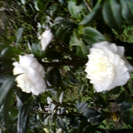 DSC00042.JPG