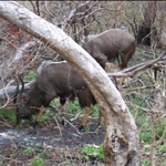 Nyala